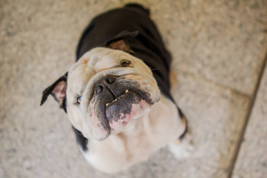 kleine-weiss-schwarzer-bulldogge-sieht-nach-oben