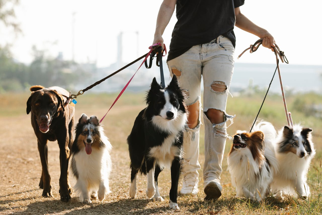 mann-mit-grauer-hose-geht-gassi-mit-vier-hunden