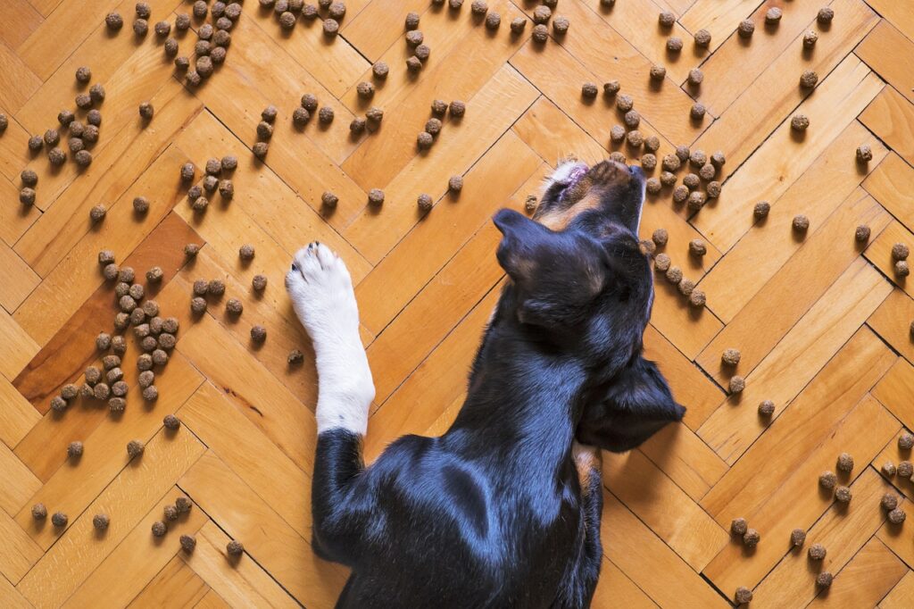 schwarzer-hund-frisst-leckerlies-vom-boden