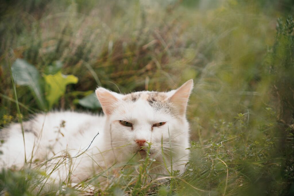 weisse-katze-liegt-in-der-wiese-und-schaut-grimmig-in-die-kamera