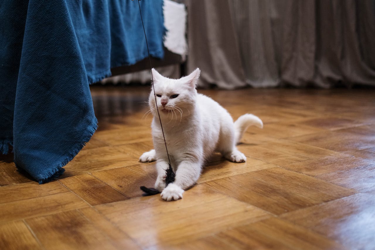 weisse-katze-spielt-mit-schwarzem-spielzeug