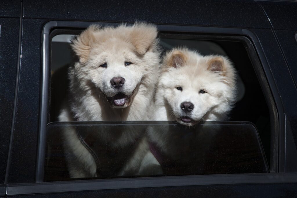 Zahnhygiene für Hunde: Wie pflege ich die Zähne meines Hundes zu Hause? 3 zwei-chow-chow-hunde-gucken-aus-dem-fenster-im-auto