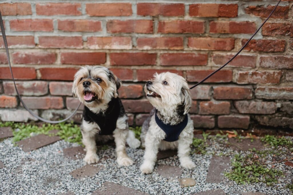 zwei-kleine-hunde-mit-schwarzem-geschirr