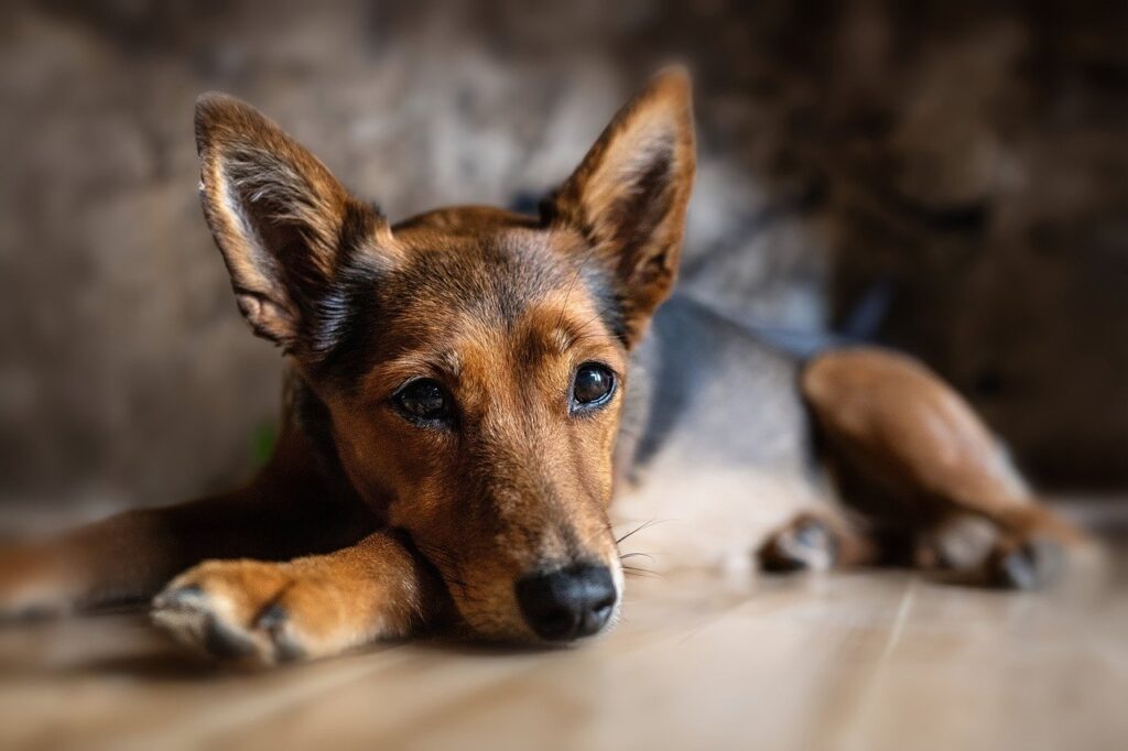 braun-schwarzer-hund-liegt-auf-parkett