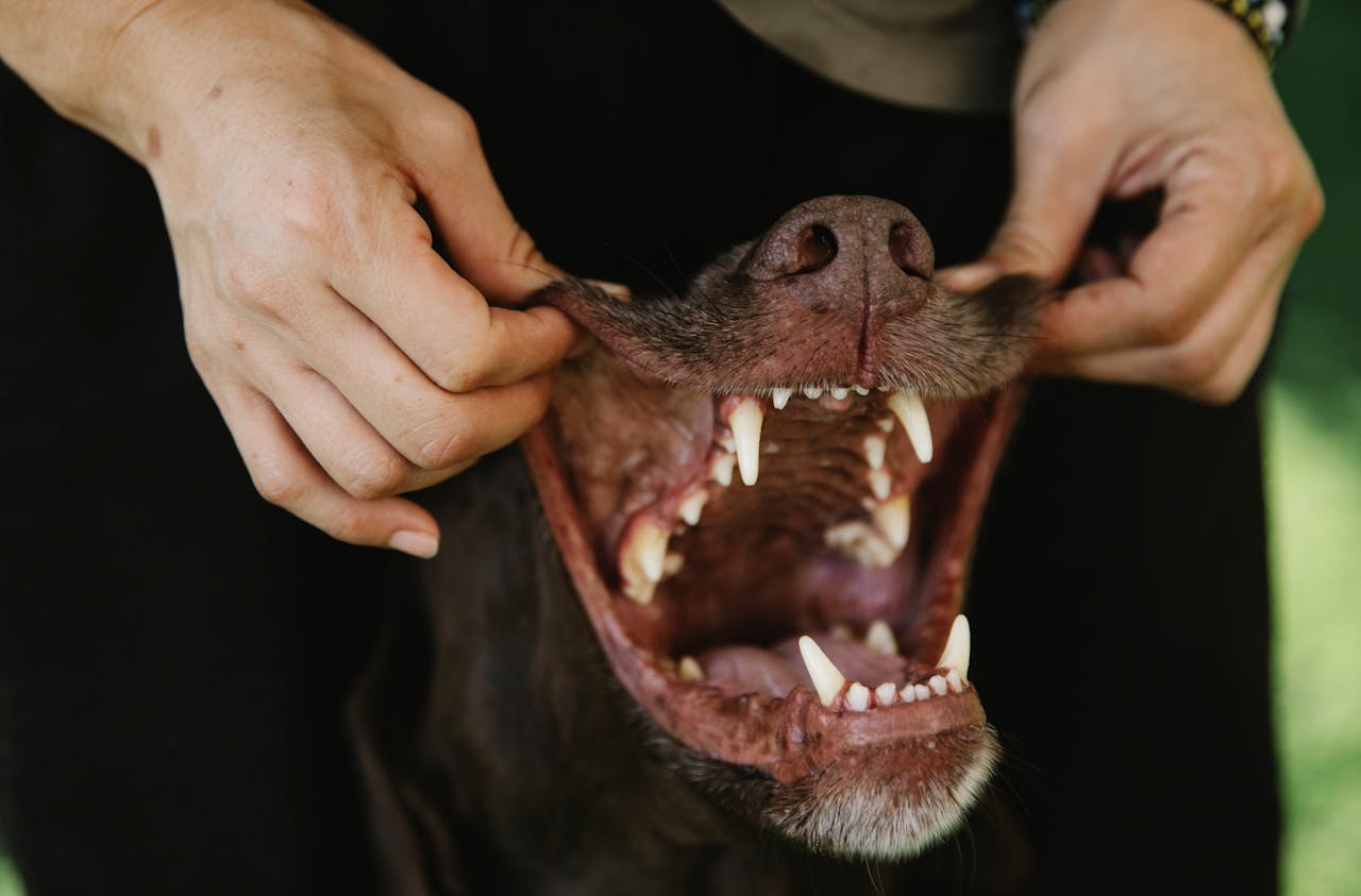 frau-zeigt-zaehne-von-schwarzem-hund