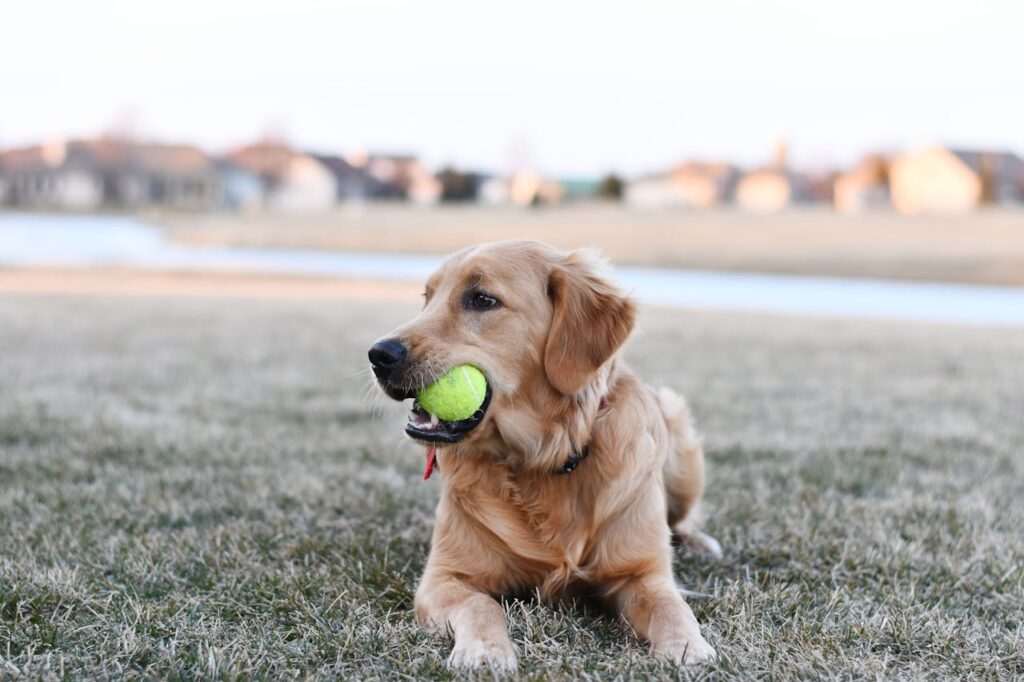 golden-retriever-mit-neon-gelbem-ball-im-mund