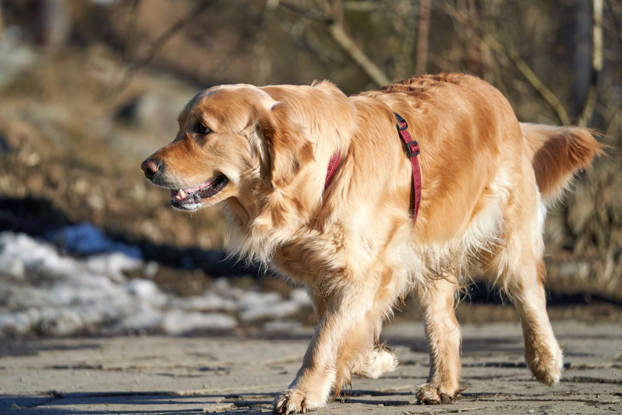 golden-retriever-mit-rotem-geschirr-laeuft