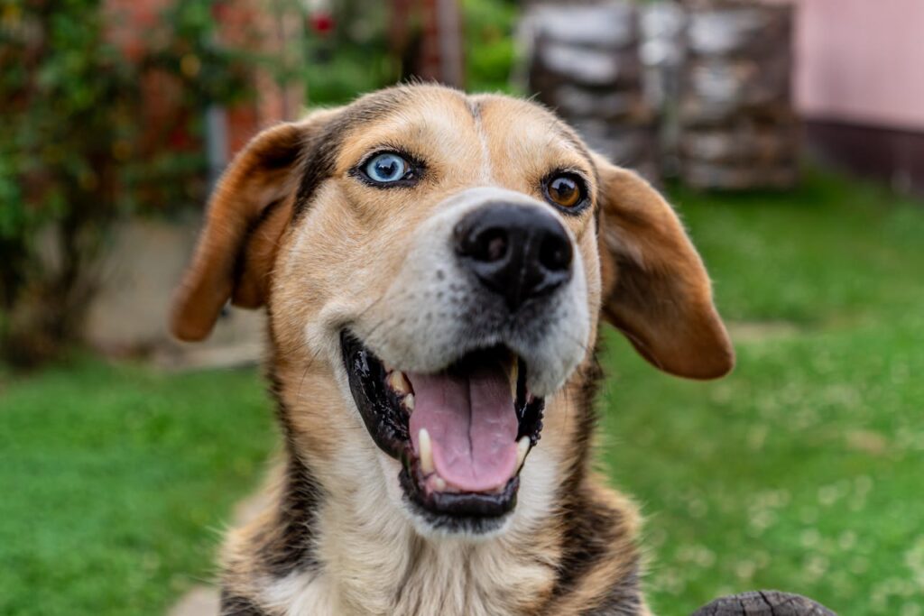 hellbrauner-hund-mit-blauen-braunen-augen