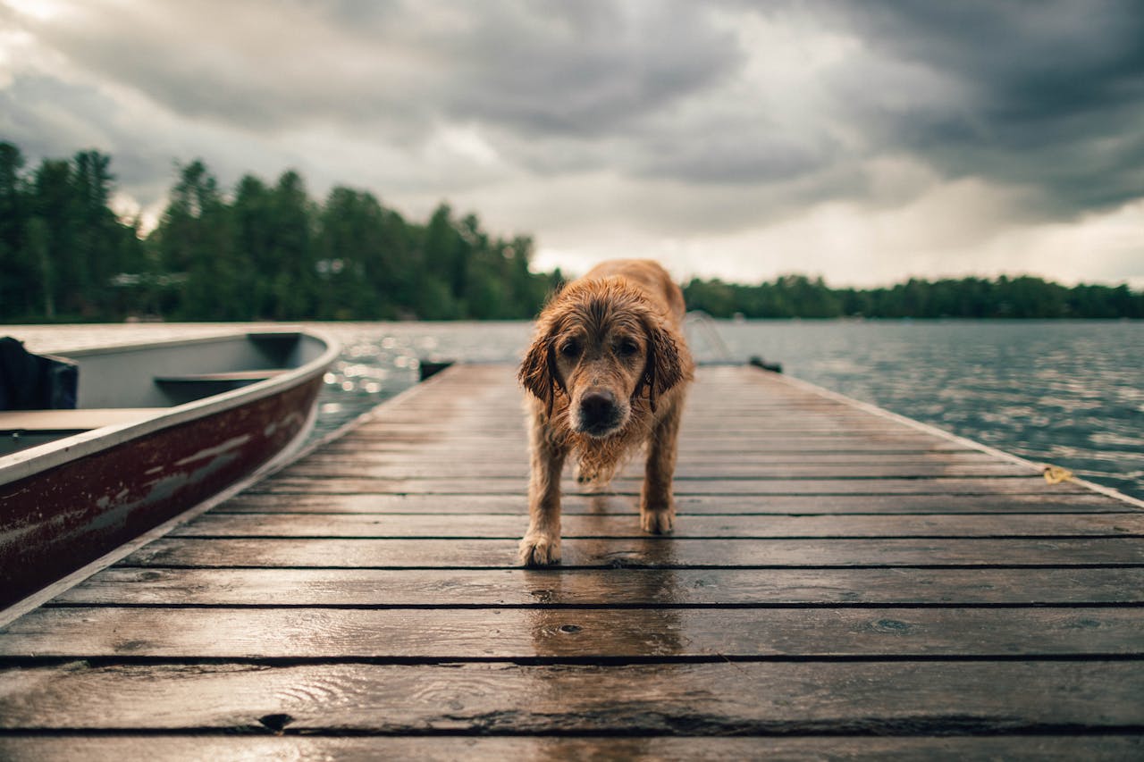 hund-laeuft-durchnaesst-auf-steg