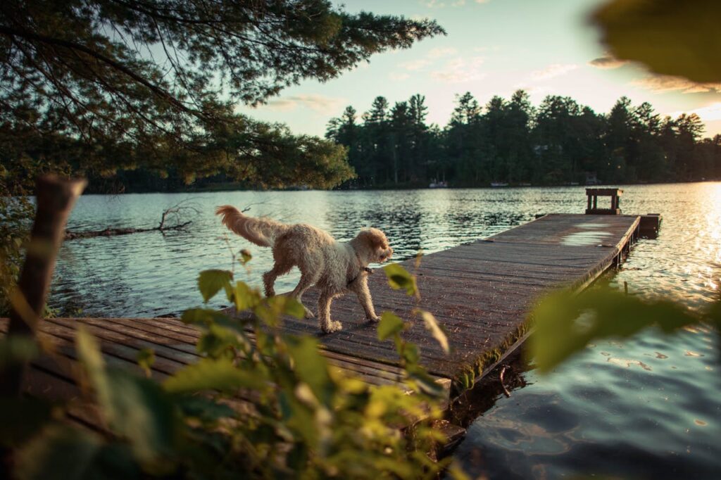 hund-rennt-mit-stock-im-maul-in-see