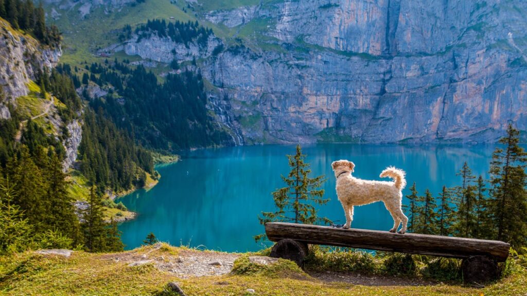 hund-steht-auf-holzbank-in-berglandschaft