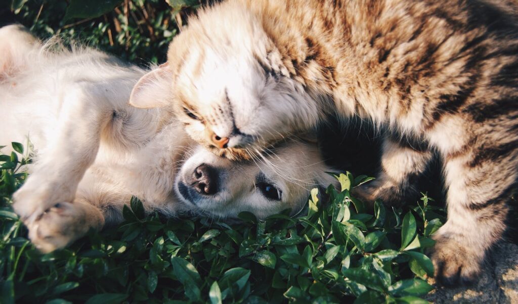 katze-liegt-mit-dem-kopf-auf-hundekopf-in-wiese