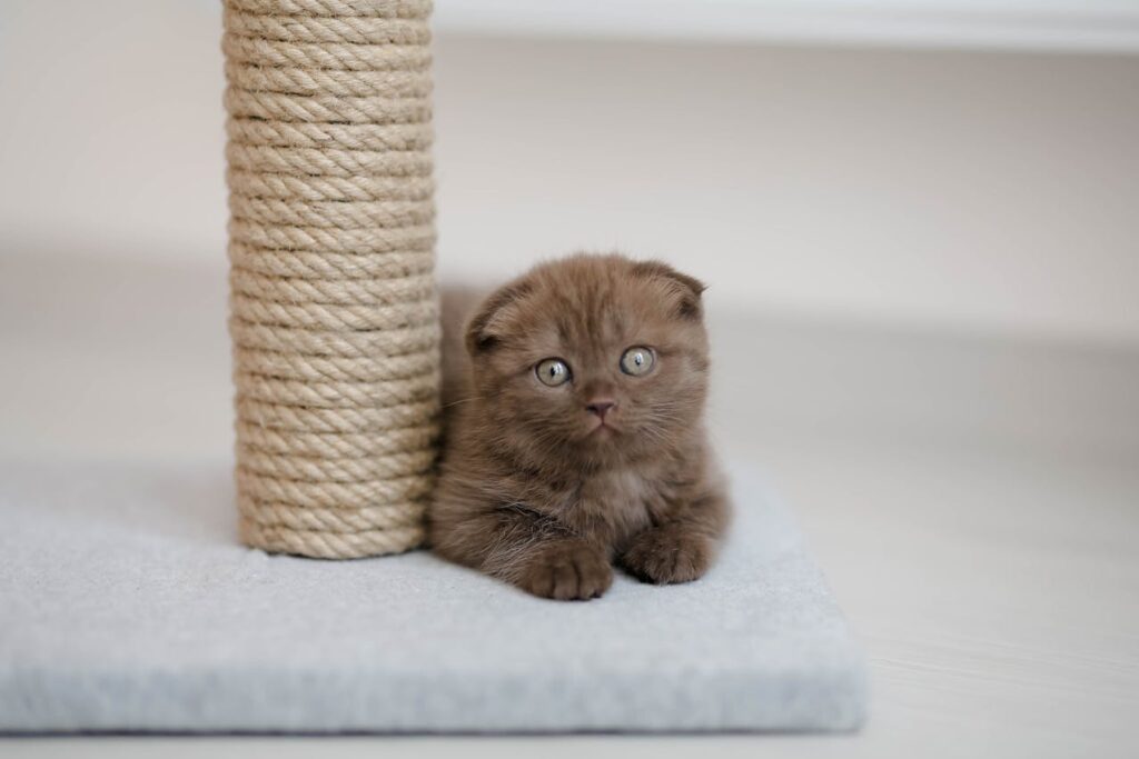 kleine-braune-babykatze-liegt-neben-kratzbaum