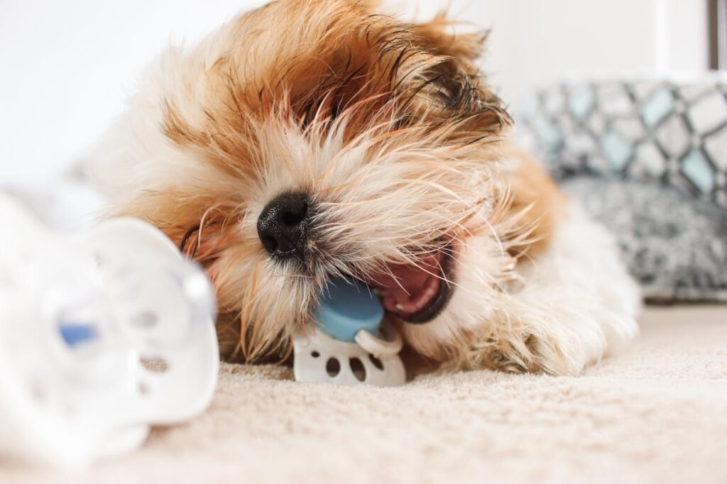 kleiner-hund-kaut-auf-spielzeug