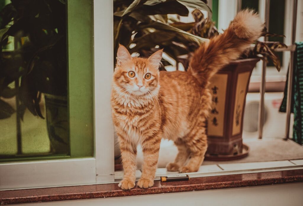 orange-katze-auf-balkon-mit-orangen-augen