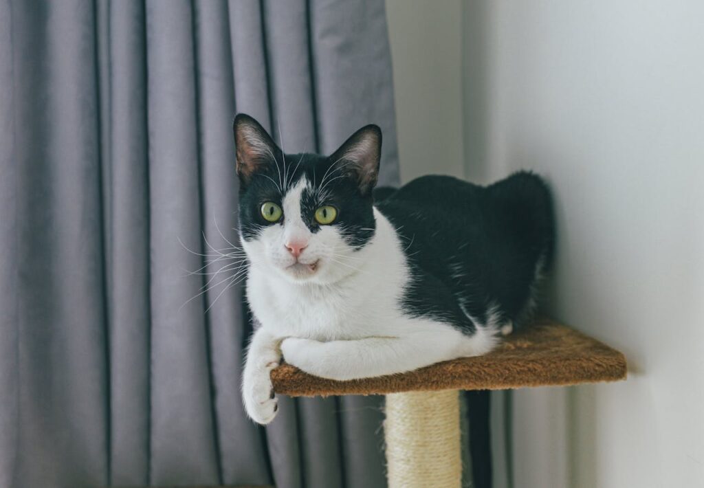 schwarz-weisse-katze-liegt-auf-braunem-kratzbaum