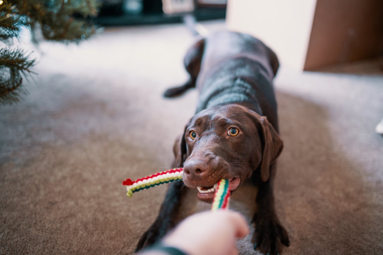 schwarzer-hund-zieht-an-buntem-spielzeug