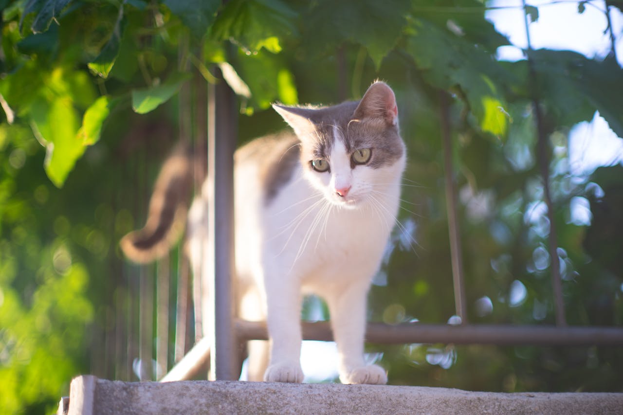 weiss-graue-katze-auf-balkon-blaetter-im-hintergrund