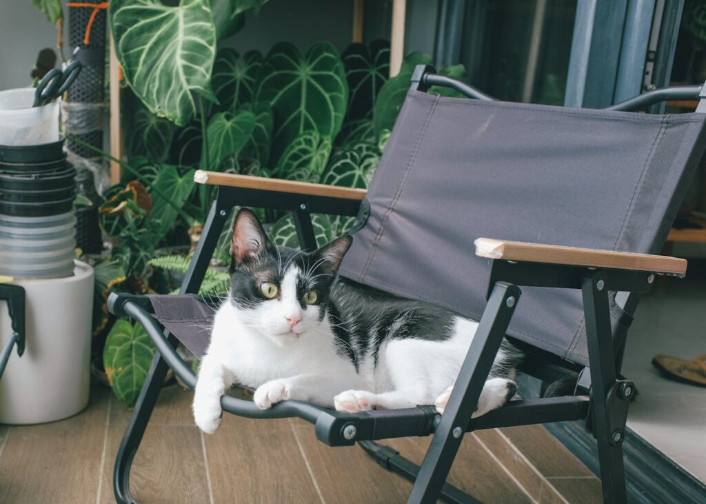 weiss-schwarze-katze-gruene-augen-auf-schwarzem-klappstuhl