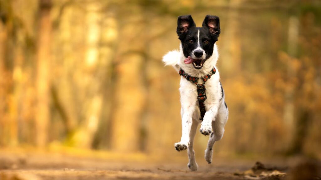 weiss-schwarzer-hund-rennt-mit-geschirr