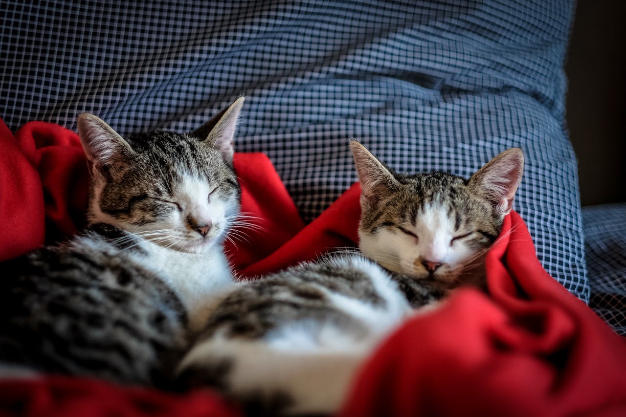 zwei-getigerte-katzen-auf-einer-roten-decke