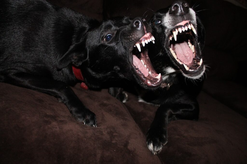 zwei-schwarze-hunde-bellen-zaehne