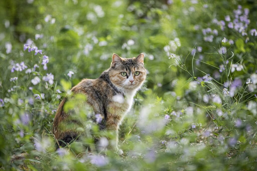 beige-weiss-graue-katze-in-zugewachsener-wiese