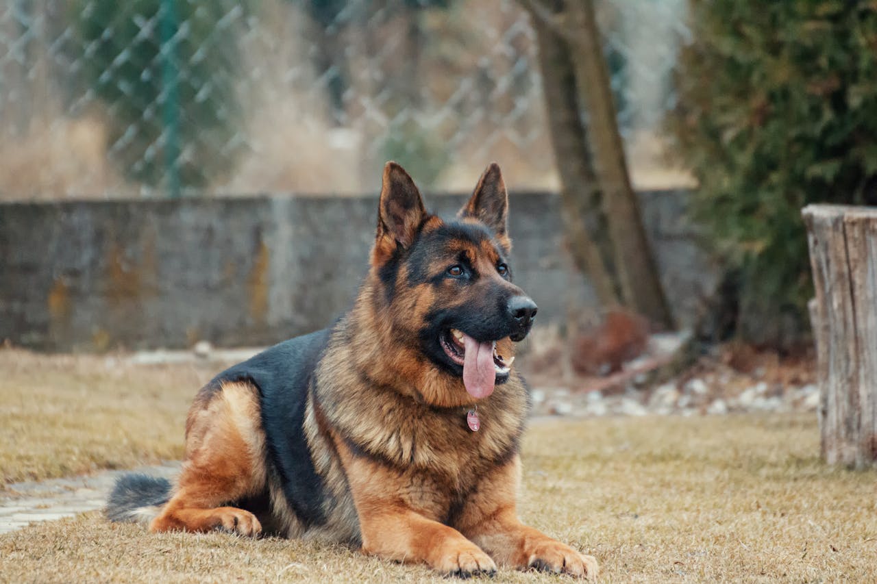 deutscher-schaeferhund-liegt-auf-verblasster-wiese