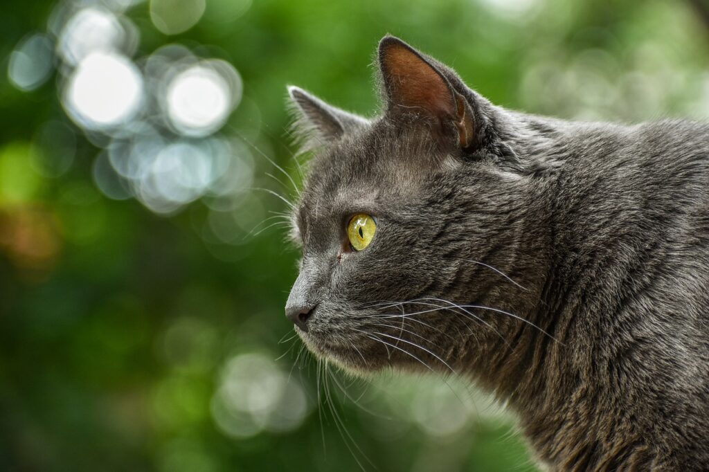 dunkelgraue-katze-mit-hellgruenen-augen