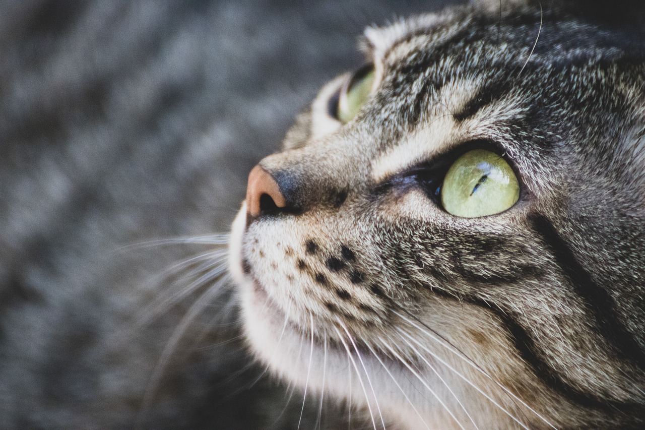 grau-getigerte-katze-mit-gruenen-augen-nahaufnahme