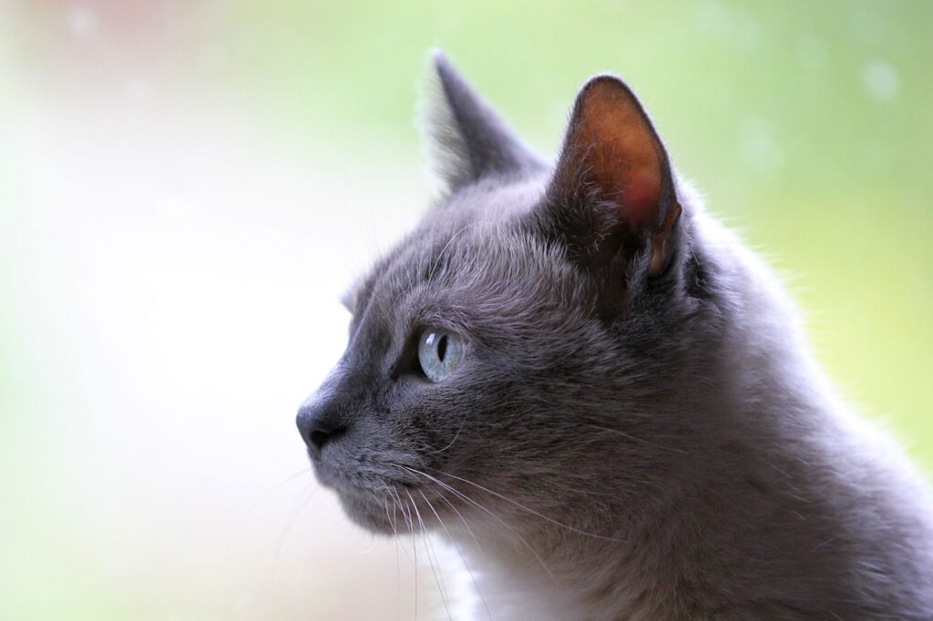 graue-katze-mit-blauen-augen-guckt-nach-links