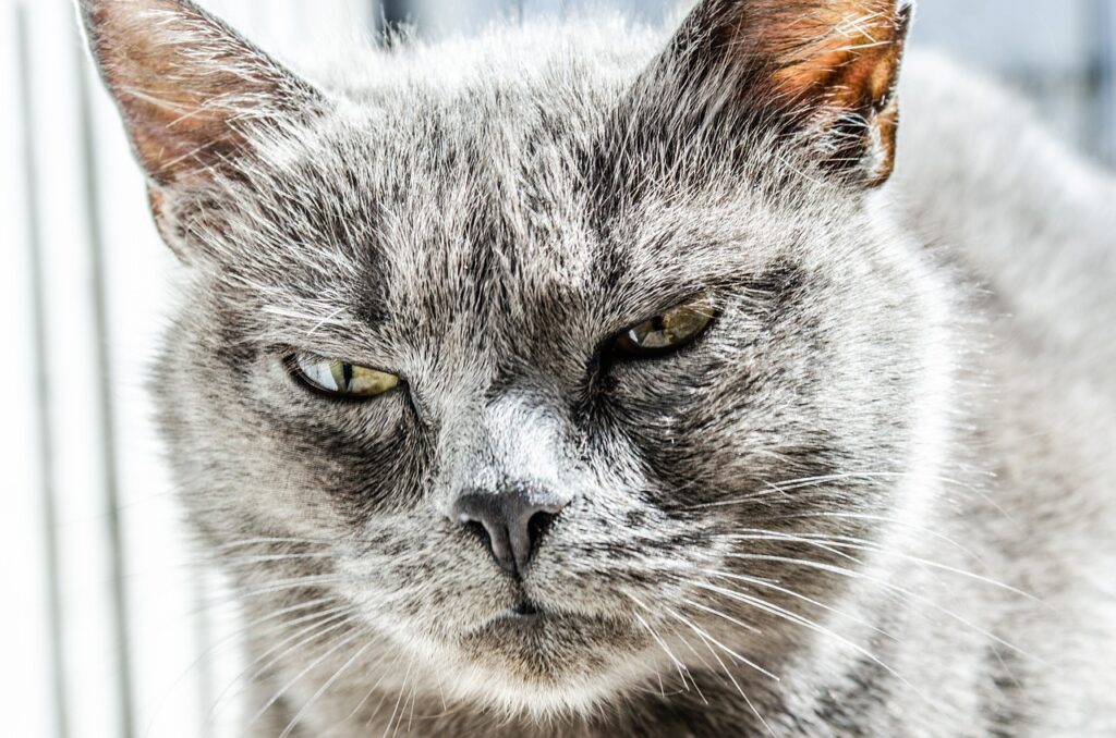 graue-katze-schaut-boese-in-die-kamera