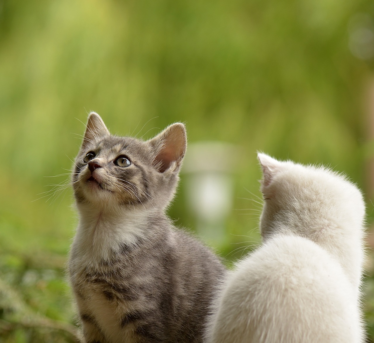 graue-katze-von-vorne-und-eine-weisse-von-hinten-wiese