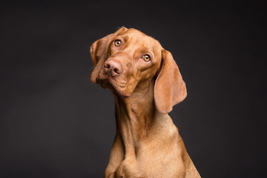 hellbrauner-hund-schaut-in-die-kamera