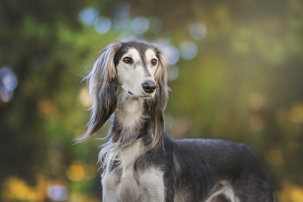 hund-schaut-nach-rechts-wiese-im-hintergrund 