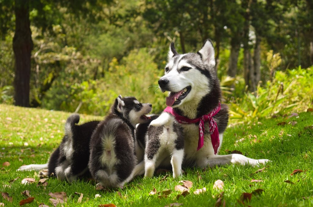 husky-und-baby-husky-spielen-auf-wiese