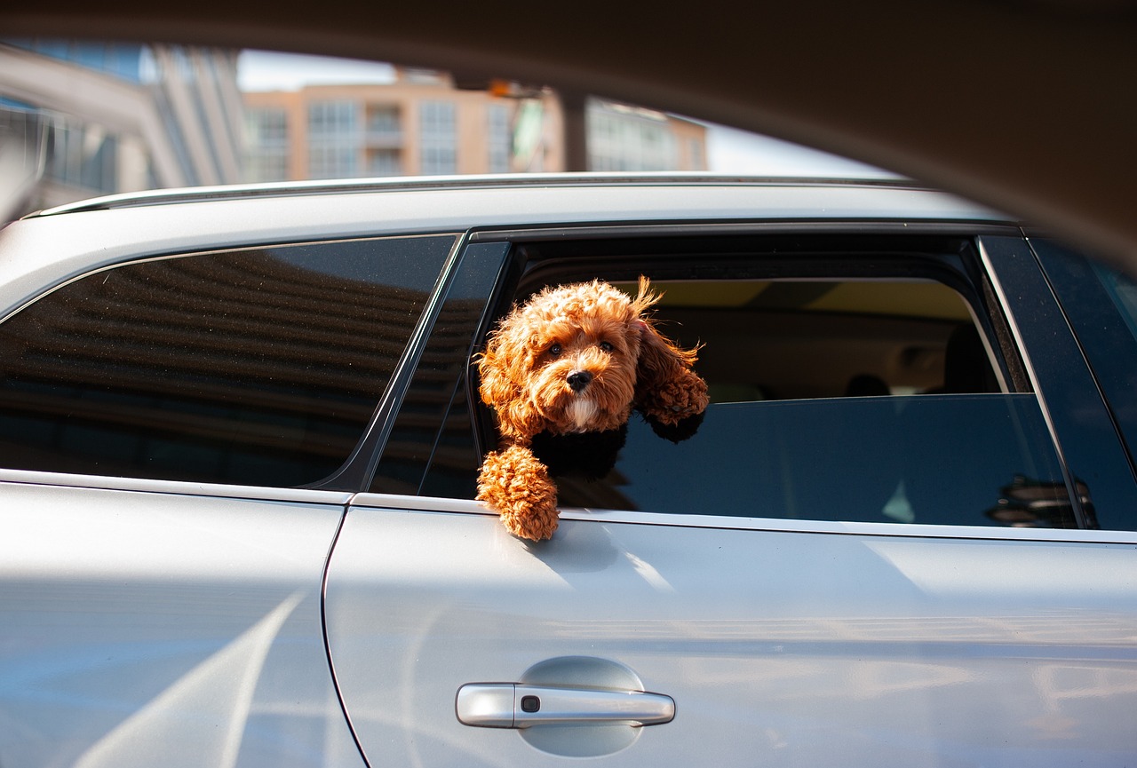 kleiner-brauner-hund-streckt-kopf-aus-autofenster