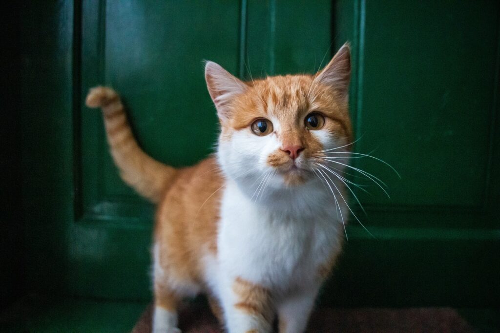 orange-weisse-katze-steht-an-gruener-tuer