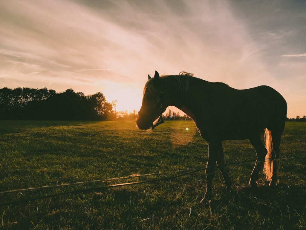 pferd-steht-auf-wiese-bei-sonnenuntergang