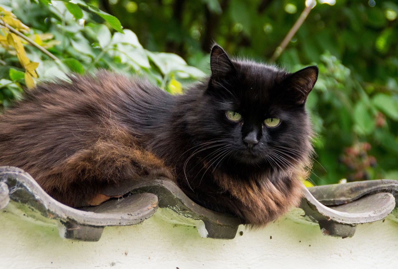 schwarz-braune-langhaarkatze-liegt-auf-stein