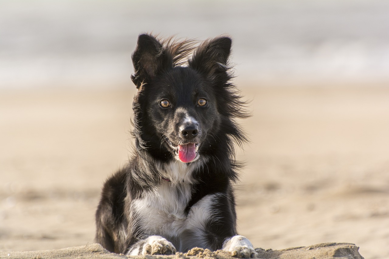 schwarz-weisser-border-collie-liegt-auf-sand