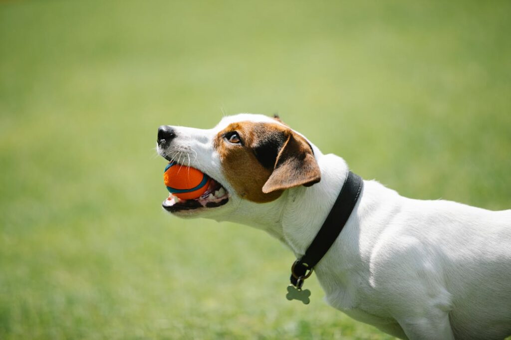 weiss-brauner-hund-mit-orangenem-ball-im-maul