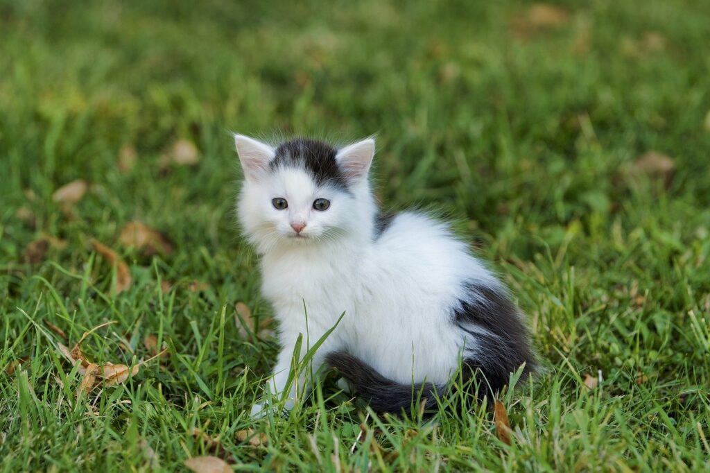 weiss-schwarze-katze-sitzt-auf-wiese