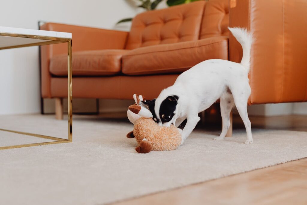 weisser-hund-spielt-mit-spielzeug-auf-teppichboden-vor-einer-couch