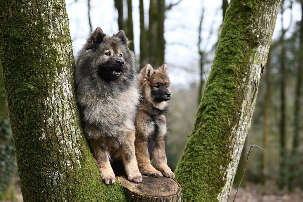 zwei-eurasier-zwischen-zwei-baeumen