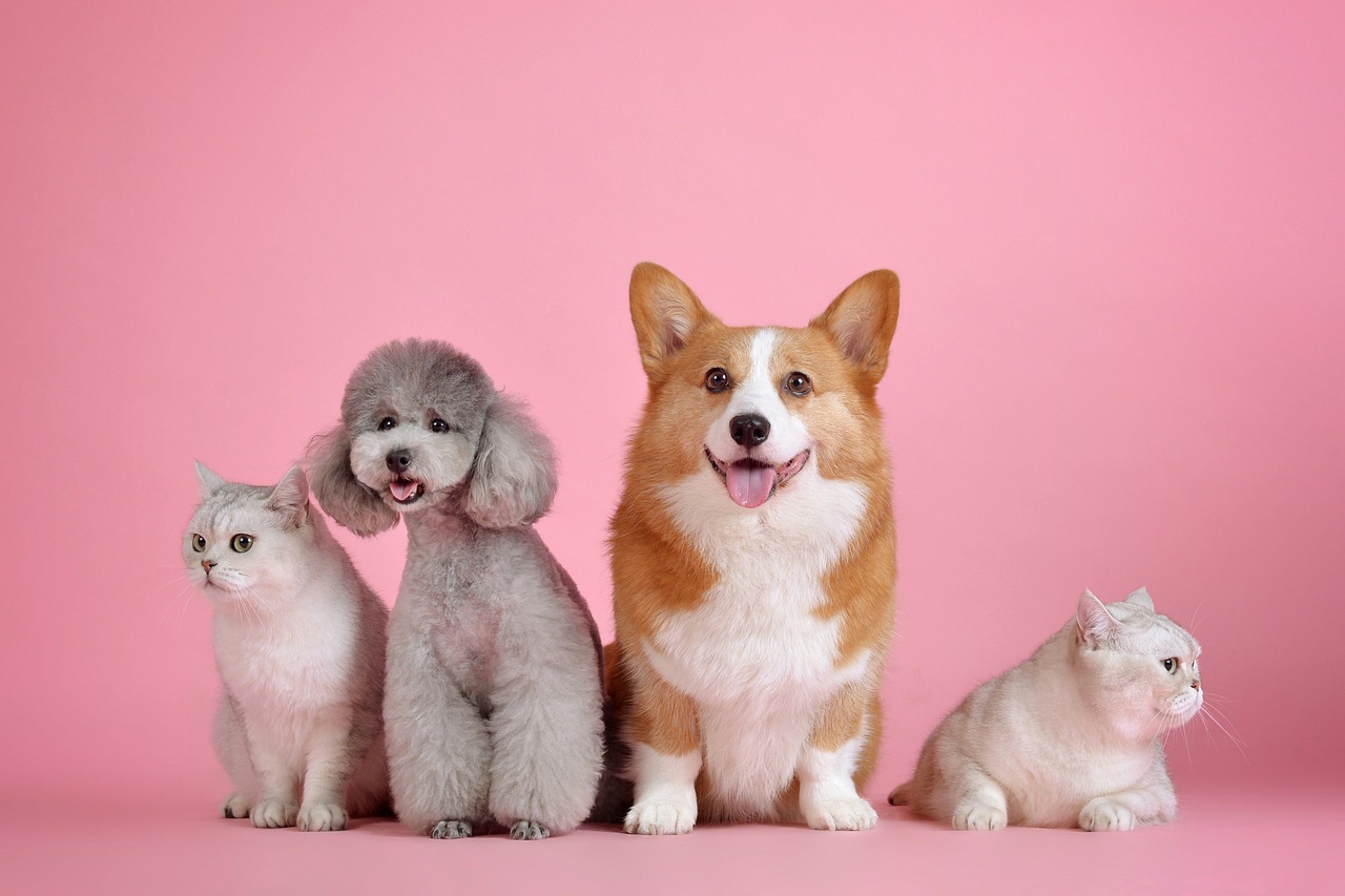 zwei-hunde-und-zwei-katzen-vor-pinkem-hintergrund