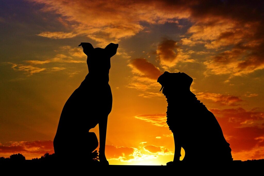 zwei-hundesilhouetten-bei-sonnenuntergang