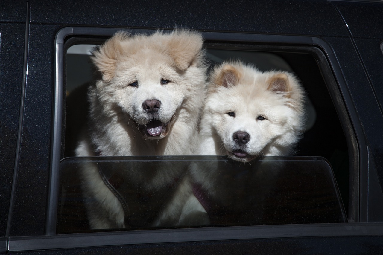 zwei.chow-chows-gucken-aus-autofenster